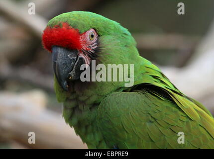 Soldatenara (Ara Militaris), in einer Reihe aus dem brasilianischen Amazonas in Mexiko beheimatet. Stockfoto