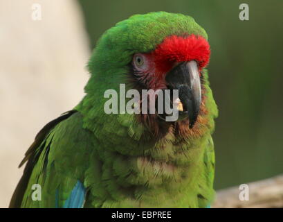 Soldatenara (Ara Militaris), in einer Reihe aus dem brasilianischen Amazonas in Mexiko beheimatet. Stockfoto