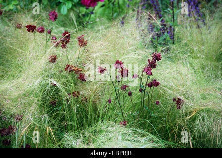 Perennial border, Cancer Research UK show garden, RHS Chelsea Flower Show 2007, London, UK. Stockfoto