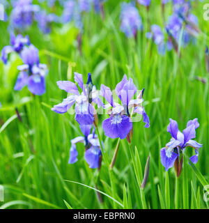 Blumen Iris Stockfoto