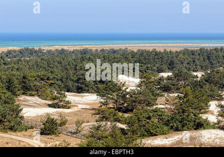 Darßer Ort am Ostsee-Strand auf der Halbinsel Darß (Mecklenburg-Vorpommern, Deutschland). Typische Landschaft mit Dünen und Kiefer Stockfoto