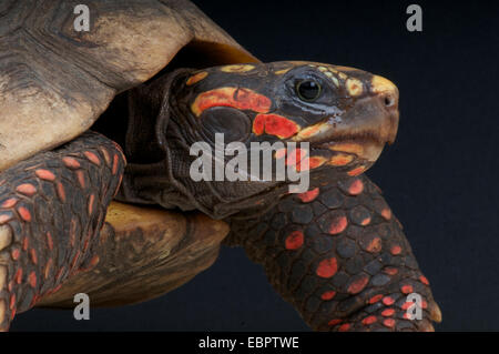 Red-footed Schildkröte (Chelonoidis Carbonaria) Stockfoto