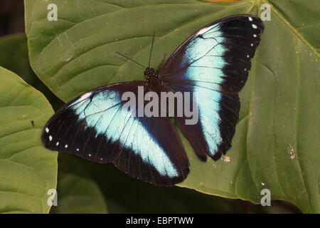 South American Blue-banded Morpho Achilles (Morpho Achilles) Stockfoto
