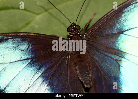 South American Blue-banded Morpho Achilles (Morpho Achilles) Stockfoto