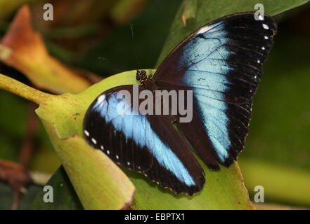 South American Blue-banded Morpho Achilles (Morpho Achilles) Stockfoto