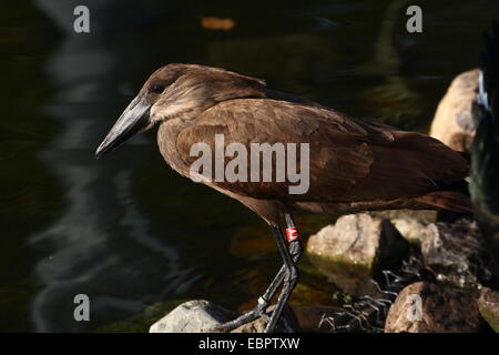 Hamerkop oder Hammerhead Storch (Scopus Umbretta) Stockfoto