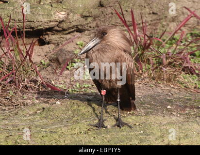 Hamerkop oder Hammerhead Storch (Scopus Umbretta) Stockfoto