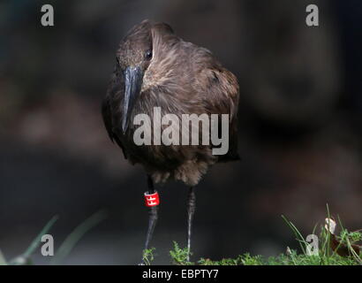 Hamerkop oder Hammerhead Storch (Scopus Umbretta) Stockfoto