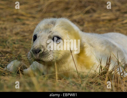 Donna Nook,Lincolnshire.12/11/2014. Kegelrobben Rasse hier im November. Die Webseite ist auch ein RAF Bombardierung Bereich. Stockfoto