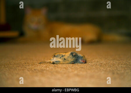 Rötelmaus (Clethrionomys Glareolus, Myodes Glareolus), tote Maus auf dem Boden mit einer Katze im Hintergrund, Deutschland, Rheinland-Pfalz Stockfoto