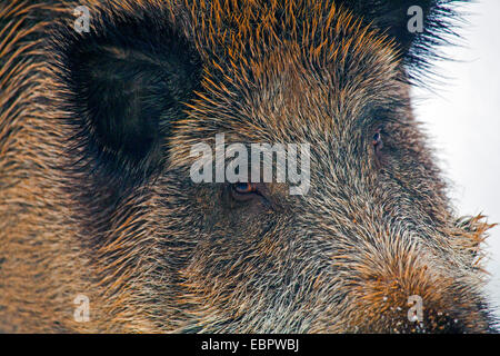 Wildschwein, Schwein, Wildschwein (Sus Scrofa), Porträt, Augen, Deutschland, Hessen Stockfoto