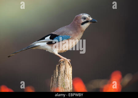 Jay (Garrulus Glandarius), auf einen Baum zu ergattern, Deutschland, Rheinland-Pfalz Stockfoto