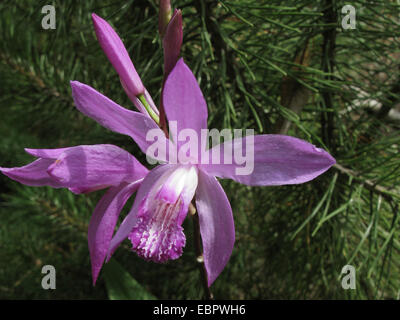 Hardy Orchid, chinesischen Boden Orchidee (Bletilla Striata), Blume Stockfoto