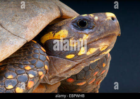 Gelb-footed Schildkröte (Chelonoidis Verbreitungsgebiet) Stockfoto