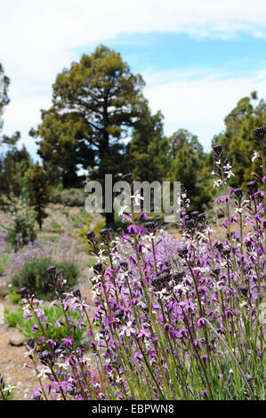 Wallfower - Alheli del Teide (Wegrauke Scoparium). typische Blume wachsenden im Nationalpark el Teide (Teneriffa) Stockfoto