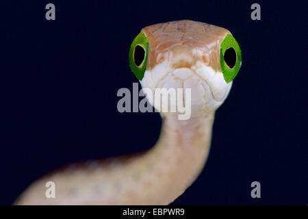 Boomslang / Dispholidus Typus Stockfoto