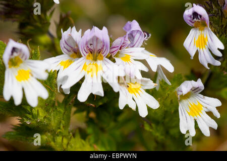 Augentrost (Euphrasia Rostkoviana, Euphrasia Officinalis, Euphrasia Officinalis SSP. Rostkoviana), Blumen, Deutschland Stockfoto