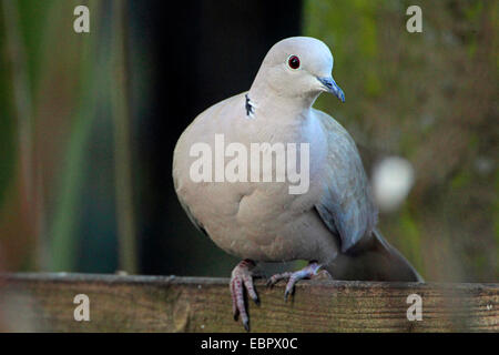 Collared Dove (Streptopelia Decaocto), sitzt an einem Futterhäuschen, Deutschland Stockfoto