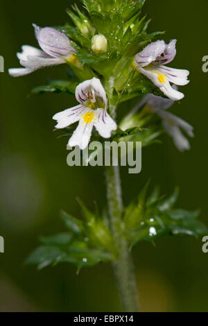 gemeinsamen Augentrost (Euphrasia Nemorosa), Blütenstand, Deutschland Stockfoto