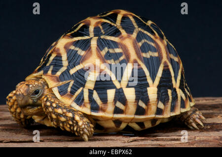 Indische Sterne Schildkröte / Geochelone Elegans Stockfoto