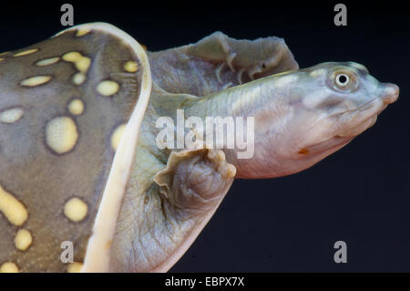 Indische Flapshell Schildkröte / Lissemys Trommler Stockfoto