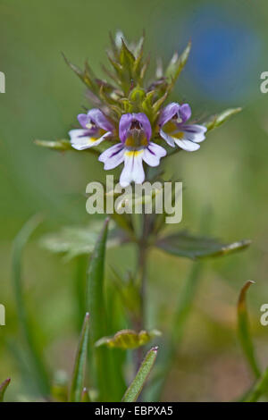 Zwerg-Augentrost (Euphrasia Minima), Blütenstand, Deutschland Stockfoto