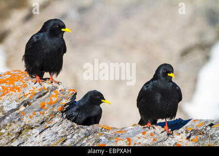 Alpine Alpenkrähe (Pyrrhocorax Graculus), sitzt auf einem Felsen Coevred mit Flechten, Schweiz, Wallis, Leukerbad Stockfoto