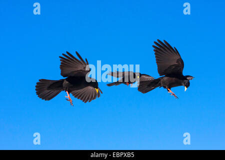 Alpine Alpenkrähe (Pyrrhocorax Graculus), fliegen, Schweiz, Wallis, Leukerbad Stockfoto