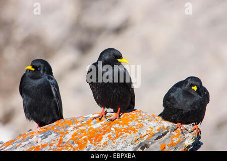 Alpine Alpenkrähe (Pyrrhocorax Graculus), sitzt auf einem Felsen Coevred mit Flechten, Schweiz, Wallis, Leukerbad Stockfoto