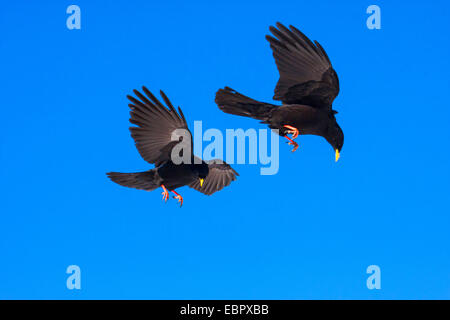 Alpine Alpenkrähe (Pyrrhocorax Graculus), fliegen, Schweiz, Wallis, Leukerbad Stockfoto