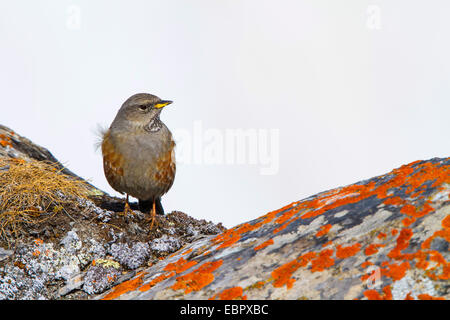 Alpine beobachtet (Prunella Collaris), sitzt auf einem Flechten bedeckten Felsen, Schweiz, Walllis, Leukerbad Stockfoto