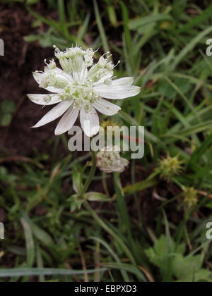 Bayrische Sterndolde (Astrantia Bavarica), blühen, Deutschland, Bayern Stockfoto