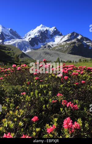 Rost-leaved Alpenrose (Rhododendron Ferrugineum), voll blühen vor malerischen Berg Blick, Graubündens, der Schweiz, Oberengadin, Val Roseg Stockfoto