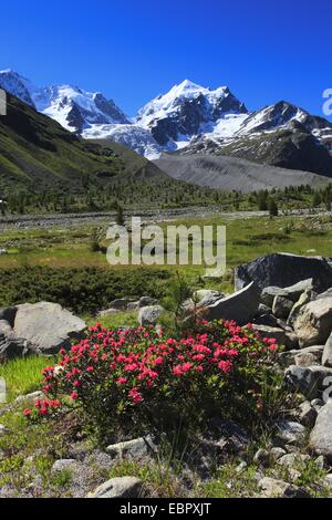 Rost-leaved Alpenrose (Rhododendron Ferrugineum), blühen zwischen Felsbrocken vor malerischen Berg Blick Graubündens, der Schweiz, Oberengadin, Val Roseg Stockfoto