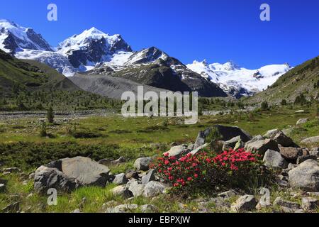 Rost-leaved Alpenrose (Rhododendron Ferrugineum), blühen zwischen Felsbrocken vor malerischen Berg Blick Graubündens, der Schweiz, Oberengadin, Val Roseg Stockfoto