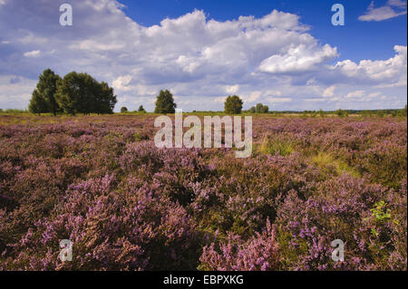 Heather, Ling (Calluna Vulgaris), einzelne Bäume in eine blühende Heide Rehdener Geestmoor, Diepholz, Ni Stockfoto