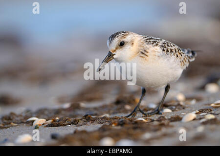 Sanderling (Calidris Alba), juvenile Vögel am Strand der Ostsee, Deutschland, Mecklenburg-Vorpommern, Western Region Nationalpark Vorpommersche Stockfoto
