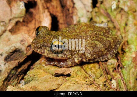 Strauch-Frosch (Pseudophilautus spec.), sitzt auf einem Ast, Sri Lanka, Sinharaja Forest National Park Stockfoto