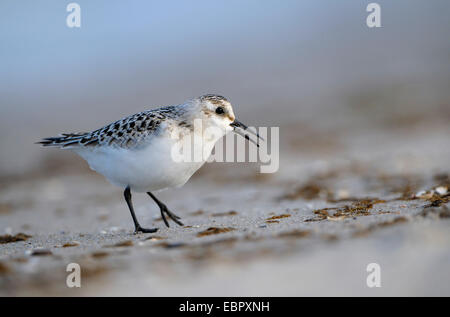Sanderling (Calidris Alba), juvenile Vögel am Strand der Ostsee, Deutschland, Mecklenburg-Vorpommern, Western Region Nationalpark Vorpommersche Stockfoto