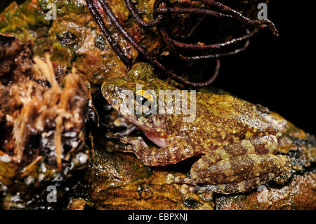 Strauch-Frosch (Pseudophilautus spec.), sitzen auf einem Baumstamm gut getarnt, Sri Lanka, Sinharaja Forest National Park Stockfoto