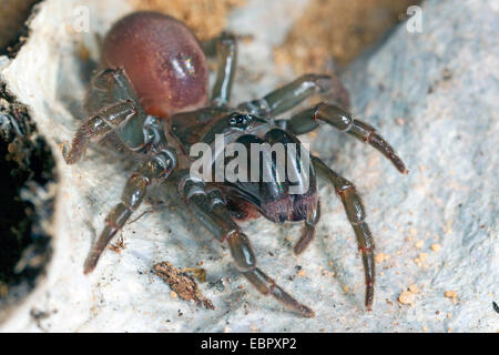 Geldbörse-Web-Spider (Atypus Affinis), auf seiner Web, Deutschland Stockfoto