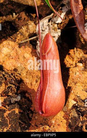 Kannenpflanze (Nepenthes spec.), geschlossen Nepenthes, Sri Lanka, Sinharaja Forest National Park Stockfoto