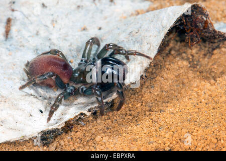 Geldbörse-Web-Spider (Atypus Affinis), auf seiner Web, Deutschland Stockfoto