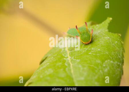 zweiseitige Pascha (Charaxes Jasius), Raupe auf einem Blatt Stockfoto