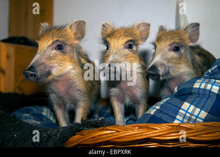 Wildschwein, Schwein, Wildschwein (Sus Scrofa), drei Shoats in einem Hundekorb, Deutschland Stockfoto