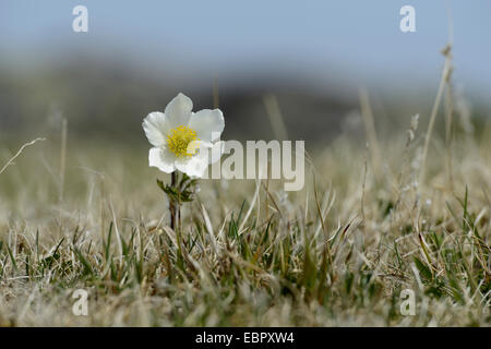 Alpine Anemone (Pulsatilla Alpina), Blume auf einer Bergwiese, Österreich, Steiermark Stockfoto