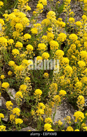 Schleichende Scharfkraut (Alyssum Repens, Alyssum Transsylvanicum), blühen Stockfoto