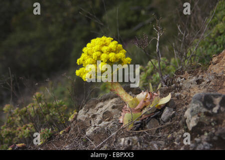 Aeonium (Aeonium spec.), blühen auf eine Felswand, Kanarische Inseln, Gomera Stockfoto