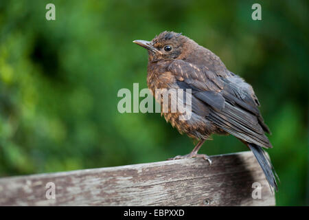 Amsel (Turdus Merula), junge Amsel, Porträt, Deutschland, Rheinland-Pfalz Stockfoto