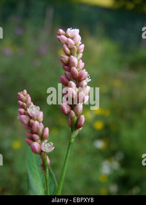 Rotschenkel, Persicaria, Redleg, Lady-Daumen, entdeckt Ladysthumb, Gambetta (Polygonum Persicaria, Persicaria Maculosa), Blütenstände, Deutschland Stockfoto